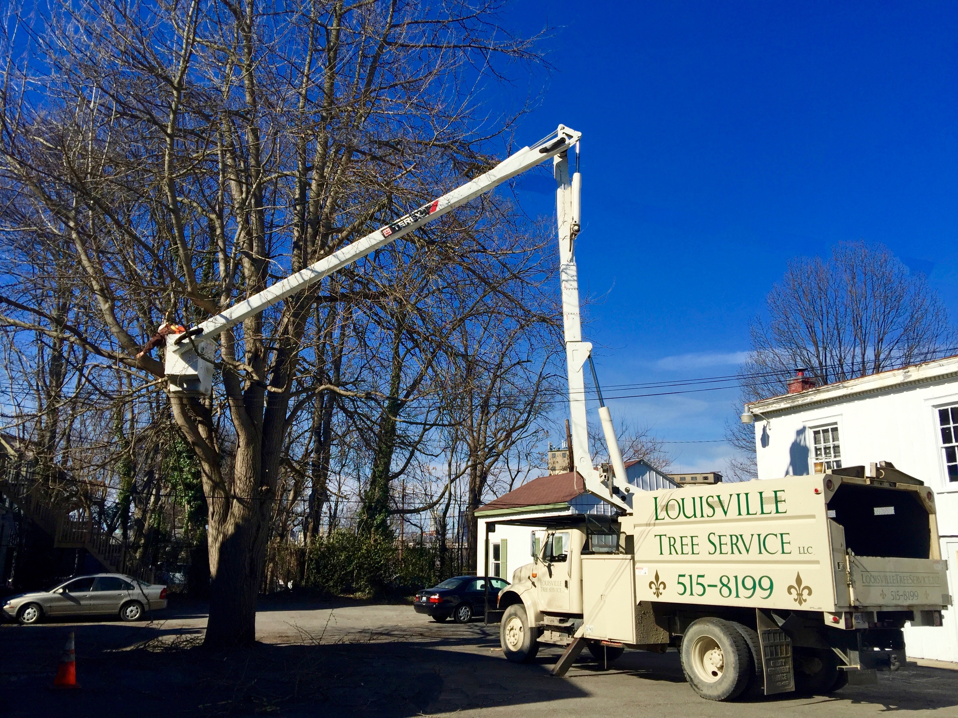 Louisville Tree Removal